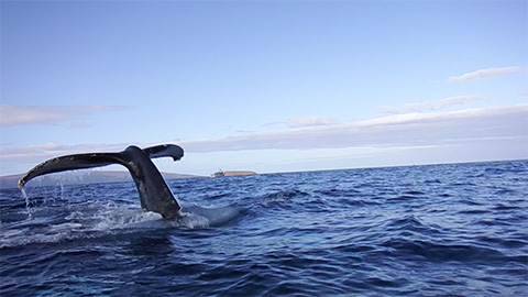 Humpback Whales