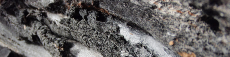 Closeup of a tree while hiking thru Denali